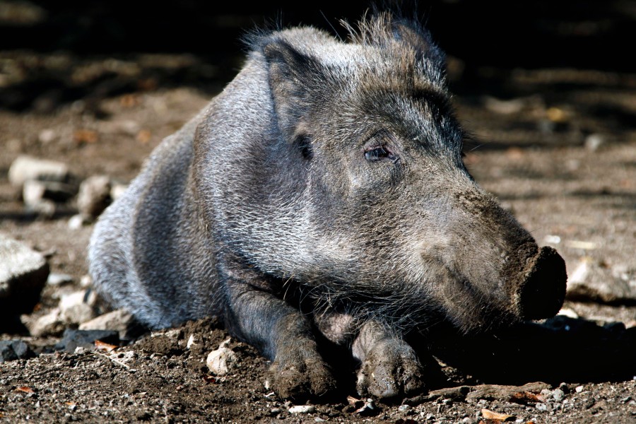 Eine Wildschweinrotte siedelt sich offenbar nahe Torfhaus an. Die Verwaltung des Nationalparks will eingreifen. (Symbolbild)