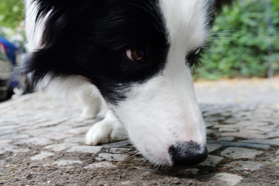 Hundehalter im Braunschweig müssen aufpassen wegen Ködern, die mit Rattengift gespickt sind. (Symbolbild)