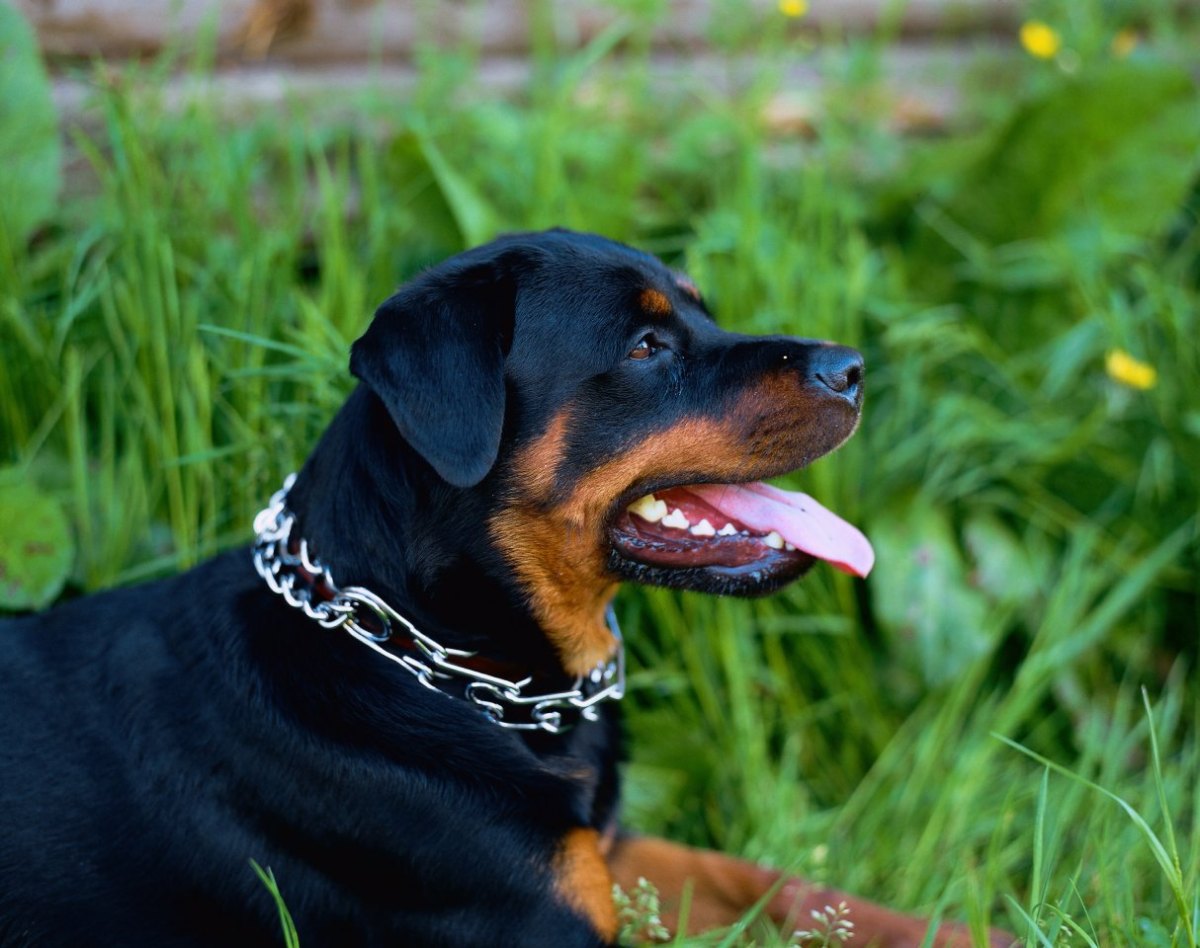 Hund in Braunschweig Stachelhalsband.jpg