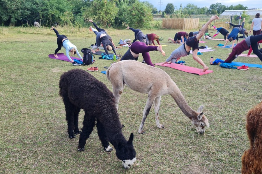 15 bis 20 Teilnehmer können an den Alpaka-Yoga-Kursen in Braunschweig teilnehmen. (Archivbild)