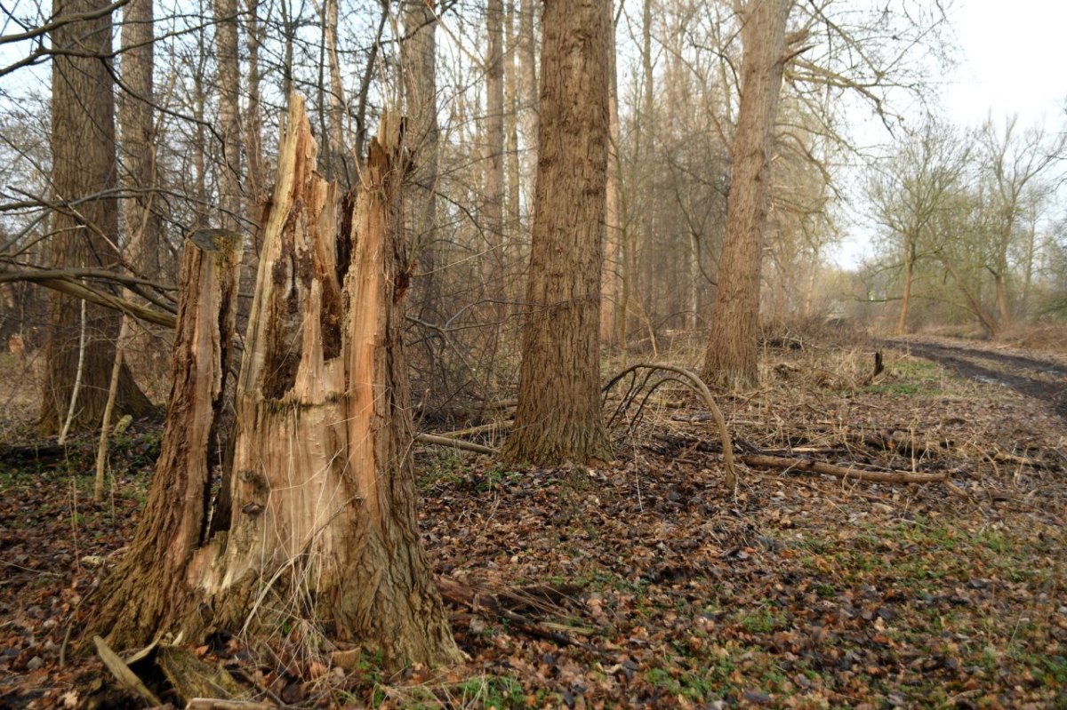 Holzfällen