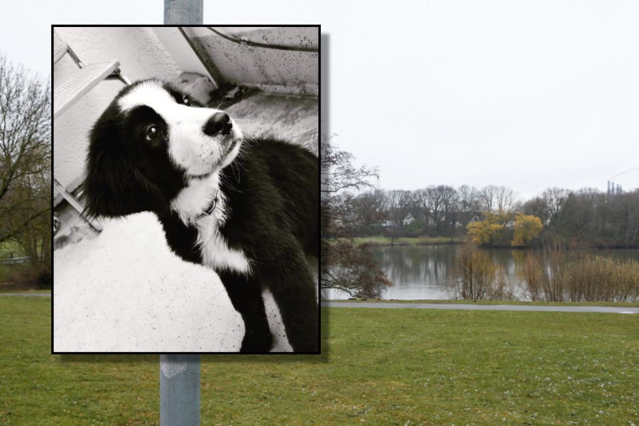 Hund „Monti“ wurde nicht wie zuerst vom Besitzer behauptet, am Schillerteich totgetreten. 