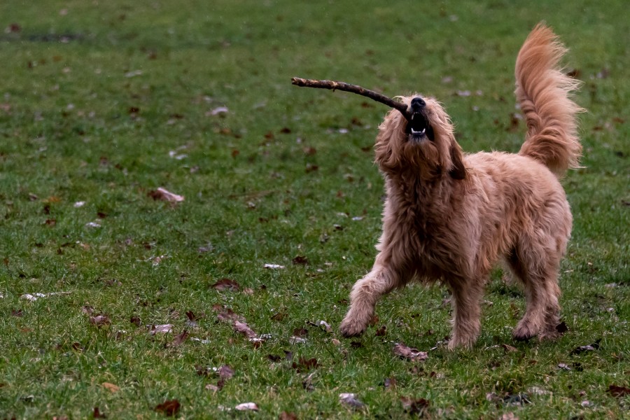 Für deine Hund gibt es jetzt in Braunschweig DIESE neue Möglichkeit. (Archivbild)