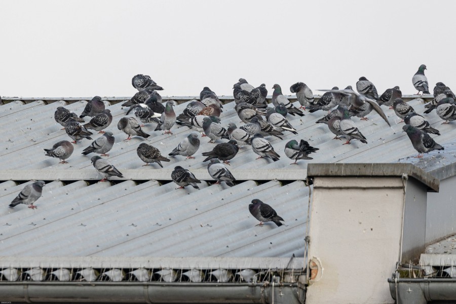 In Salzgitter wird diskutiert, ob das Füttern von Tauben in der Stadt sinnvoll ist. (Symbolbild)