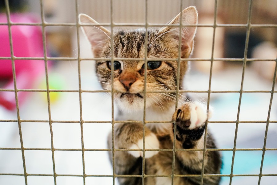 In der Tierklappe Peine sind alleine in einer Nacht 19 Katzen abgegeben worden. (Archivbild)