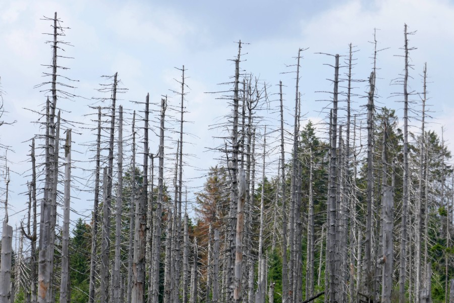 Der Borkenkäfer macht den Wäldern im Harz zu schaffen. (Archivbild)