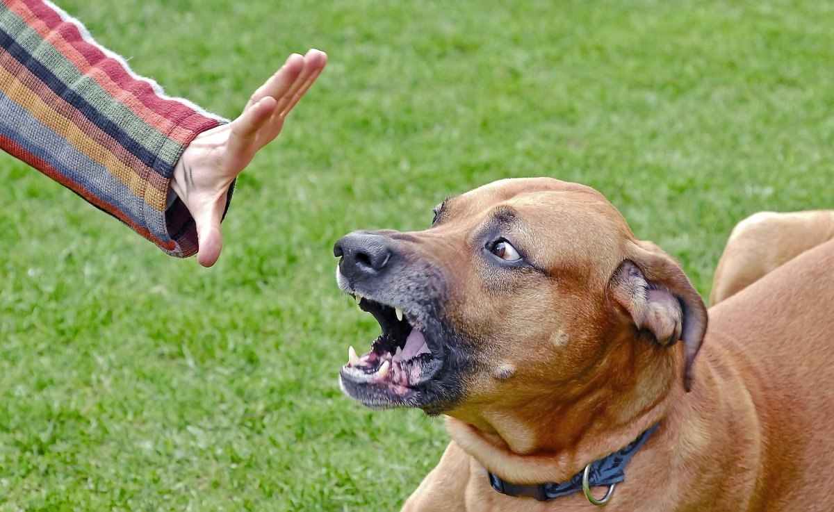 hund-aggressiv.jpg