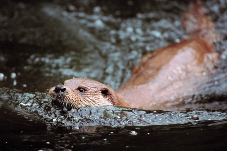 Ab dem 1. Februar können Otter-Freunde in Gifhorn wieder alles über das Leben der weichen Fellnasen lernen. (Archivbild)