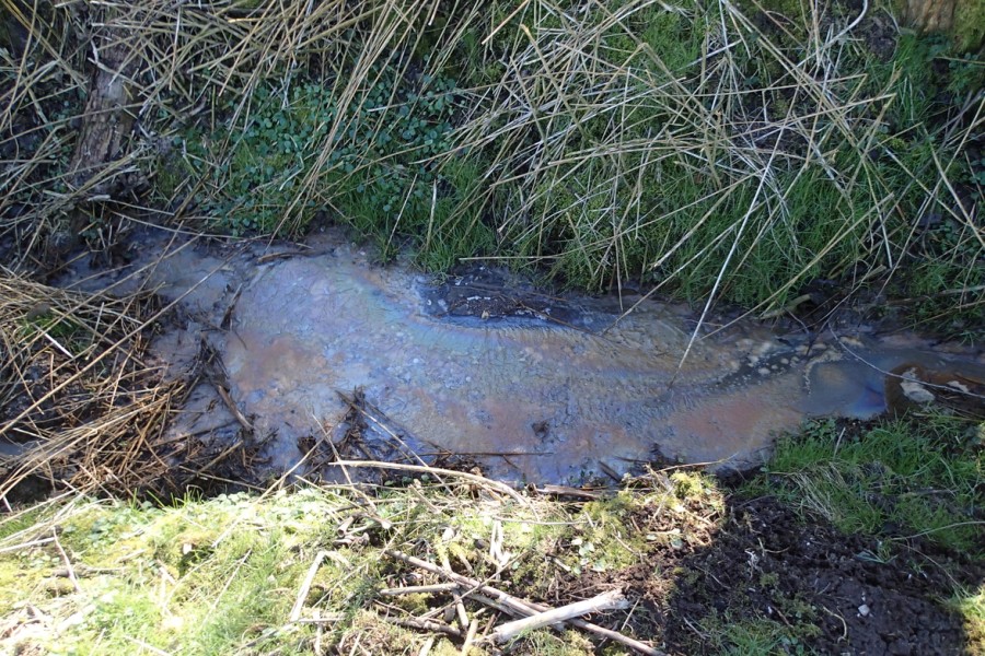 Im Harz gibt es zur Zeit muffligen Abwasserpilz zu entdecken. 