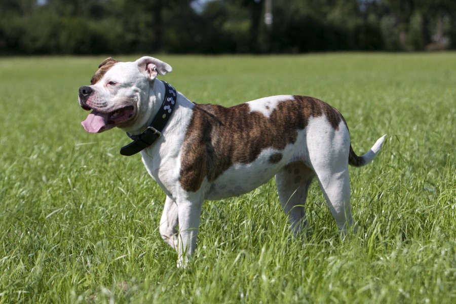 In Göttingen hat die Polizei zwei Amerikanische Bulldoggen erschossen, weil sie nicht von ihrem Herrchen ablassen wollten. (Symbolbild)