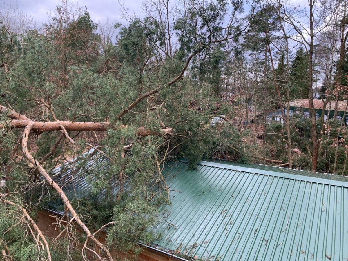 Haus am Bernsteinsee Baum.jpg