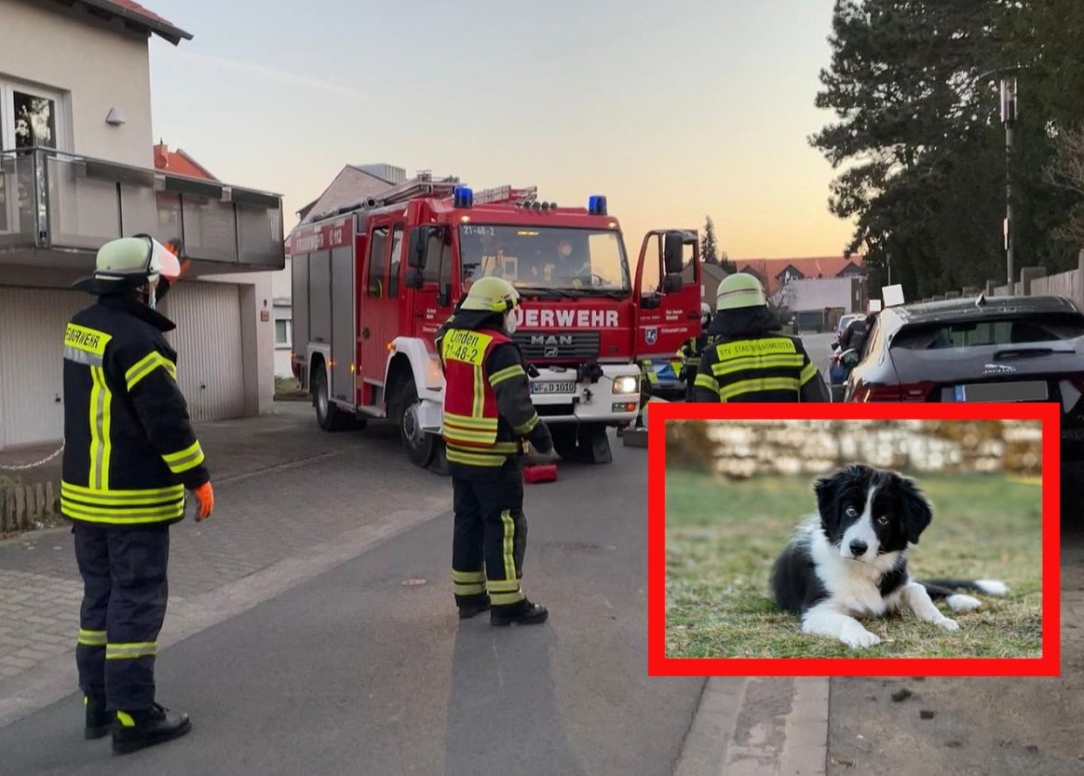 Hund in Wolfenbüttel.jpg