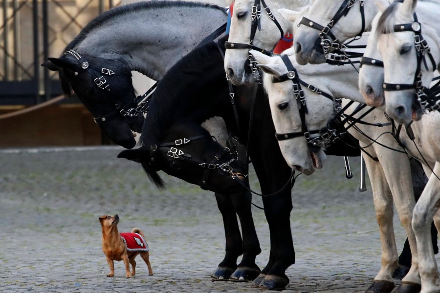 Ein Hund hat im Harz ein Pferd erschreckt, was wiederum zu einem Unfall führte. (Symbolbild)