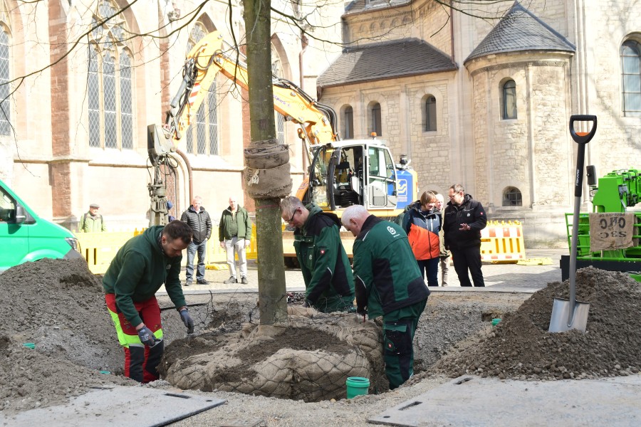 Geschafft! Endlich steht die neue Heinrichslinde in Braunschweig. 