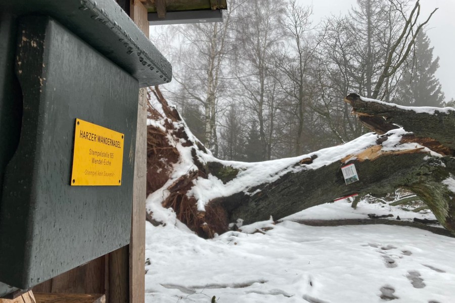 Die Wendel-Eiche im Harz ist Opfer der Stürme geworden. 