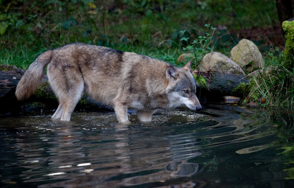 Wolf Niedersachsen