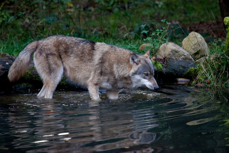 Traurige Zahl! Im vergangenen Jahr sind 40 Prozent mehr Wölfe in Niedersachsen gestorben als 2020. (Archivbild)