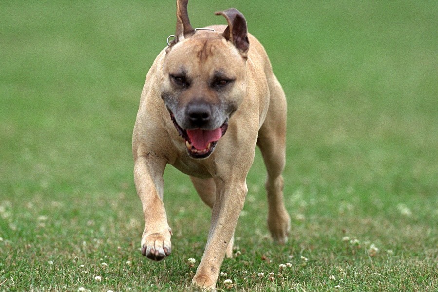 bei dem erschossenen Hund handelt es sich um einen American Staffordshire Terrier. (Symbolbild)