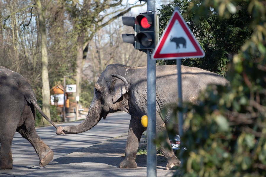 Asiatische Elefanten werden aus dem Tierpark Ströhen über eine Straße geführt, an der eine rote Ampel und ein Straßenschild „Achtung Elefant“ zu sehen ist. 