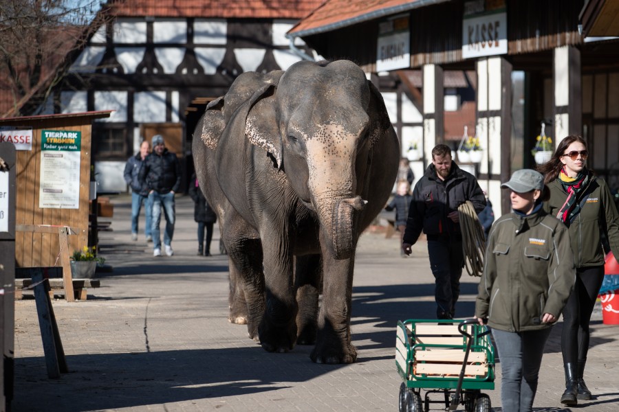 Die drei asiatischen Elefantendamen Baby, Mala und Yumba werden im Tierpark Ströhen in Niedersachsen ausgeführt. Die Tiere lassen sich beim Elefantenspaziergang begleiten.