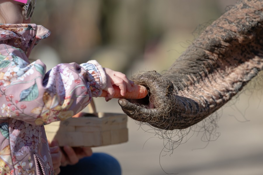 Ein asiatischer Elefant wird von einem Mädchen im Tierpark Ströhen mit einer Möhre gefüttert.