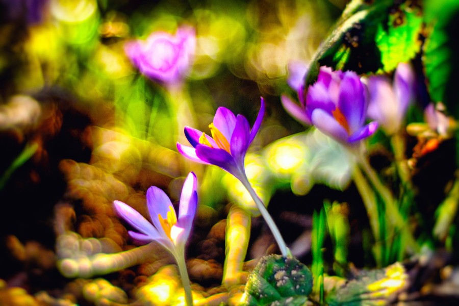 In Braunschweig sprießen die Krokusse aus den Böden. Der frühblühende Frühlings-Krokus ist eine willkommene Nahrungsquelle für Bestäuber wie Bienen. 