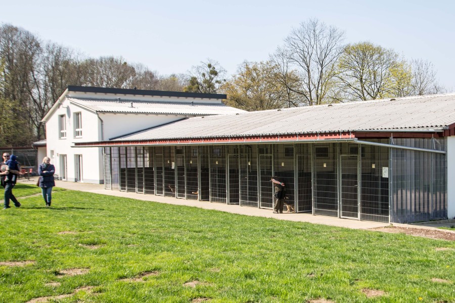 Das Tierheim Salzgitter nimmt derzeit keine weiteren Hunde mehr auf. (Archivbild)