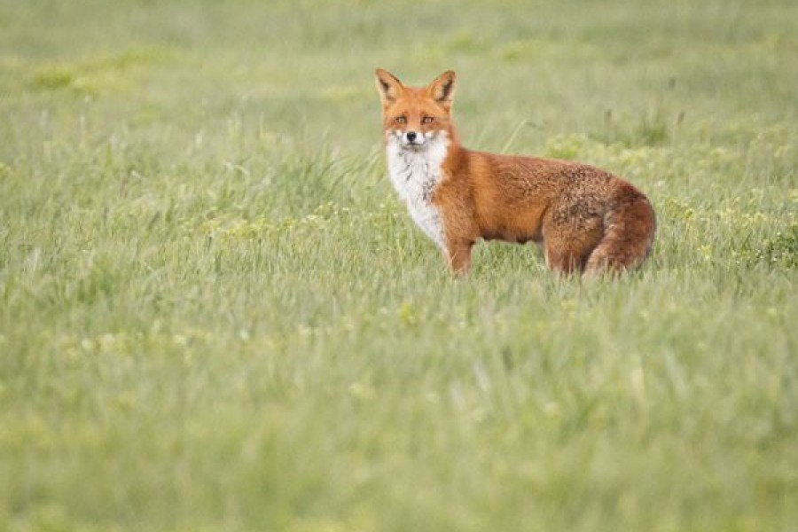 Der Fuchs in Wolfsburg starrt den Spaziergänger an. 