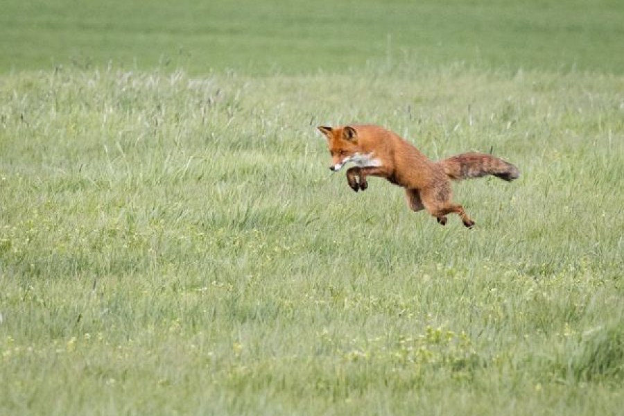 Wolfsburg: Diesen Fuchs entdeckt ein Mann bei seinem Spaziergang. 