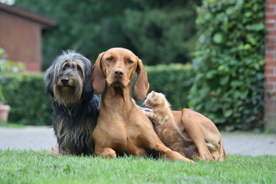 Hund in Salzgitter: Diese Geschichte ist rührend!