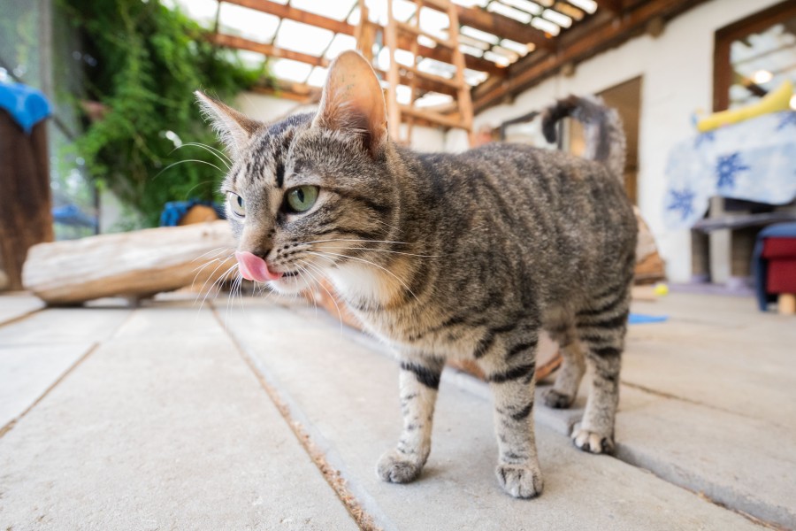 Katze Pearl aus Hildesheim ist eine von vielen, die gern wieder raus würden... 