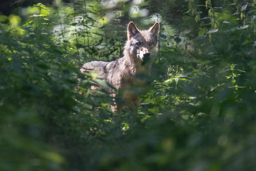 In Deutschland leben immer mehr Wölfe in freier Wildbahn. 