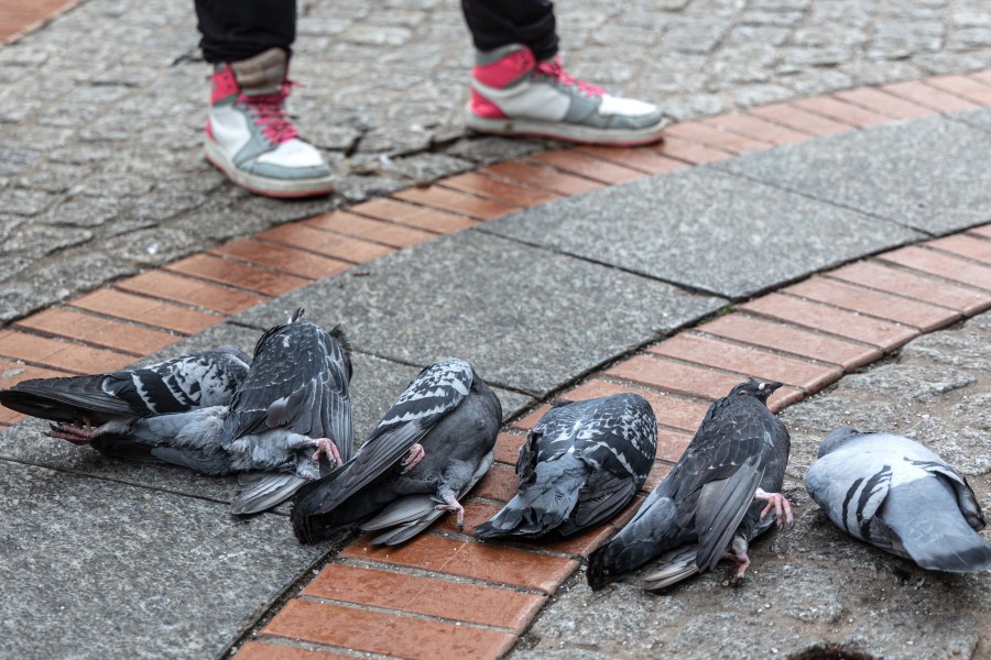 Insgesamt neun Tauben sind in Salzgitter tot vom Dach gefallen. 