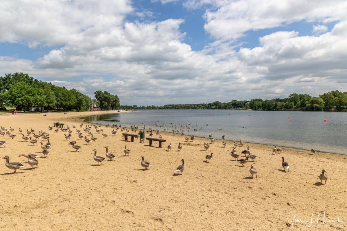 Allersee_Wolfsburg Gänse.jpg