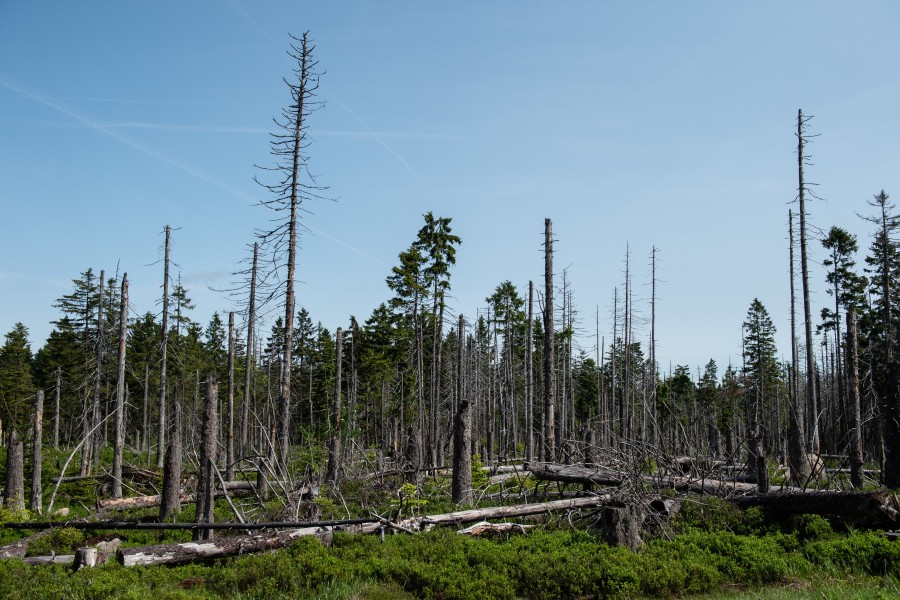 Im Nationalpark Harz nahe dem Torfhausmoor liegen zahlreiche Fichten, die vom Borkenkäfer zerstört wurden.