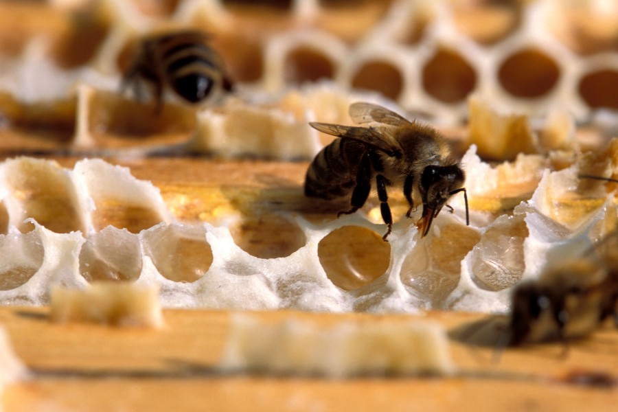 Der Imkerverein Braunschweig heißt die Idee von der Rettung der Bienen in Braunschweig willkommen. Doch die Umsetzung der „Easy Bee Box“ sei gefährlich. (Archivbild)