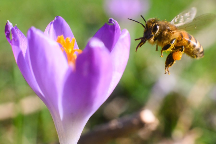 Um dem Bienensterben vorzubeugen hat sich dm in Wolfsburg etwas besonderes einfallen lassen. (Archivbild)