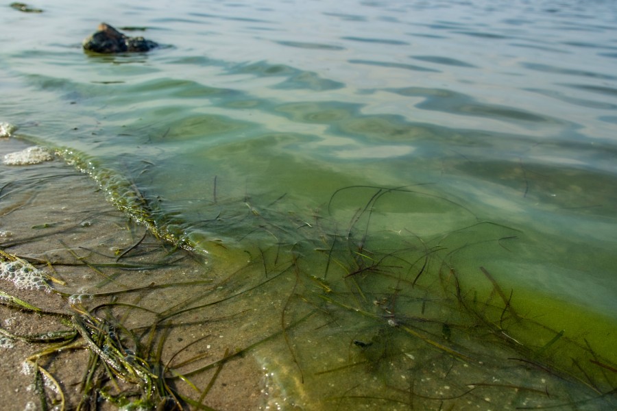 Ein Blaualgen-Teppich auf dem Wasser. 