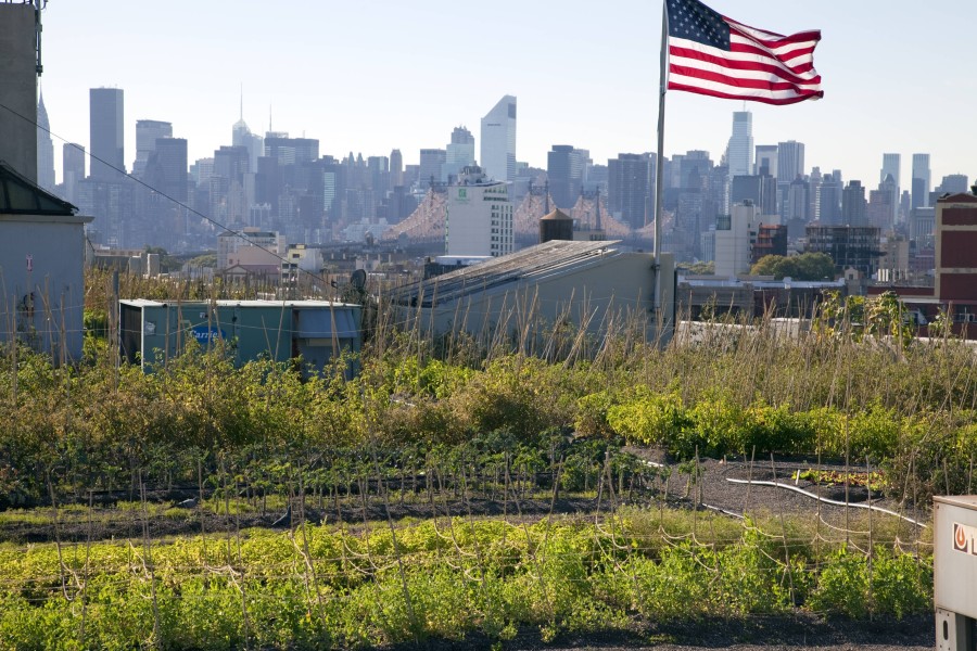 So sieht ein Garten auf den Dächern New York aus: Brooklyn Grange in Long Island ist eine rund 3700 Quadratmeter große Dachfarm – ganz so groß wird es in Hannover allerdings nicht. (Archivbild)
