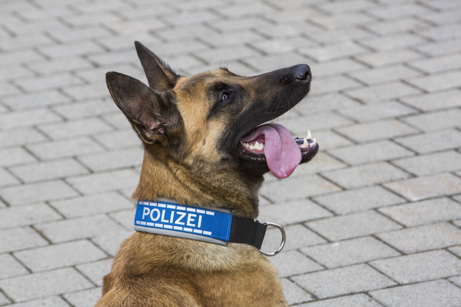 Ein Drogenspürhund leistete bei einer Kontrolle in Hannover ganze Arbeit! (Symbolbild)