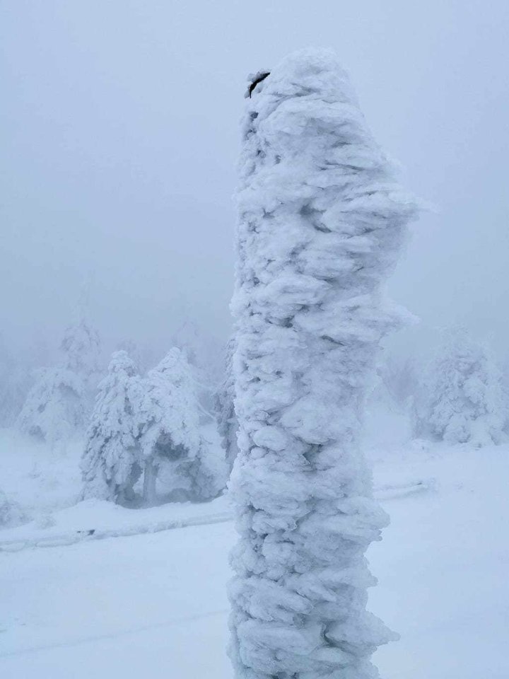 Eingefrorener Baum auf dem Brocken