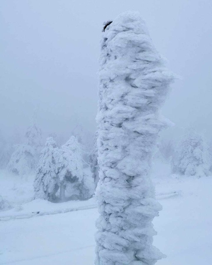 Eingefrorener Baum auf dem Brocken