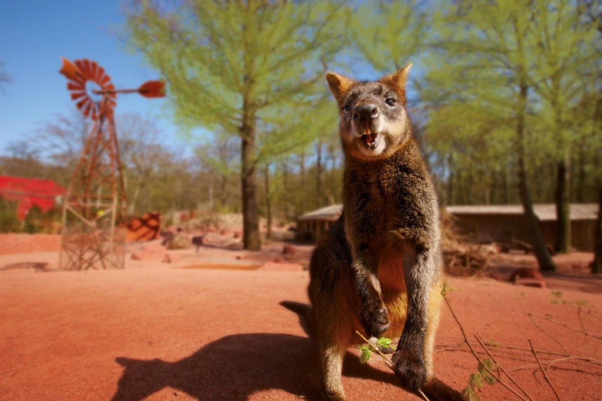 Erlebnis-Zoo_Hannover_Outback_Kaenguru_18x12cm_300dpi_RGB.jpg