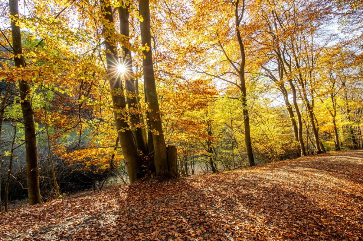 Goldener Oktober Wetter Niedersachsen.jpg