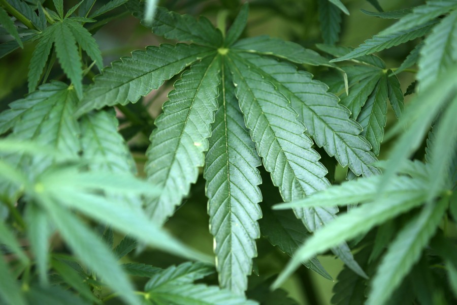 In einem leerstehenden Mehrfamilienhaus hat die Polizei eine Cannabis-Plantage hochgenommen. (Symbolbild)