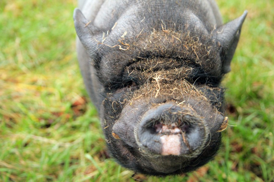 Ein kleines Mini-Schwein ist für eine Vermieterin aus Hannover Grund für eine Räumungsklage. (Symbolbild)