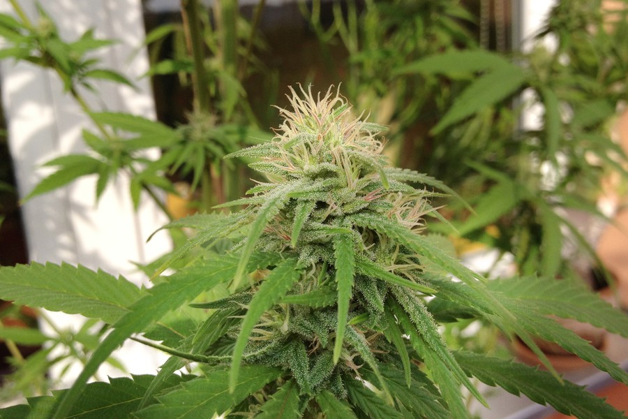 Die Polizei Hannover hat Cannabis-Pflanzen in einer Wohnung entdeckt.  (Symbolbild)
