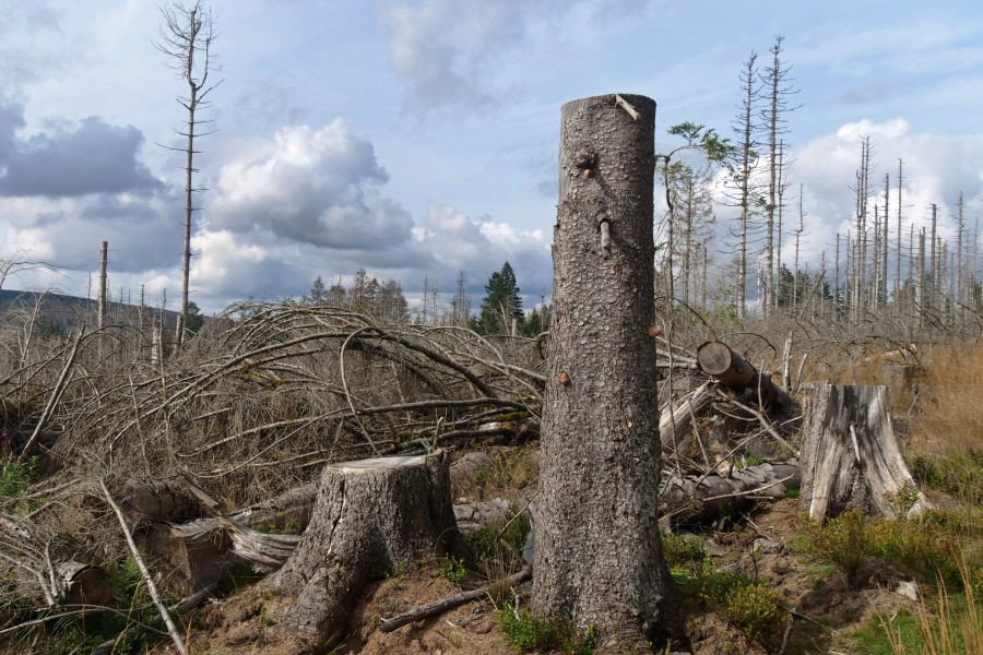 Der Wald im Harz ist vom Borkenkäfer sehr zerstört worden. 