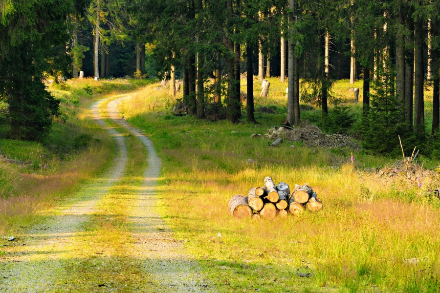 Im Harz kann man sich schon mal verlaufen... (Symbolbild) 