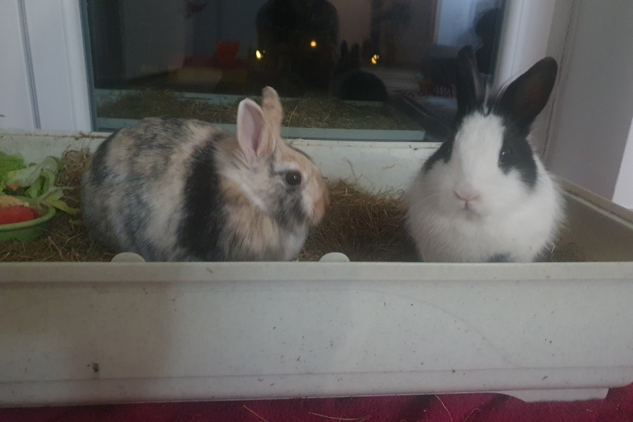 Schlimmes Schicksal! Die zutraulichen Hasen Caramelo und Lola wurden in einem Karton in Wolfsburg ausgesetzt. 